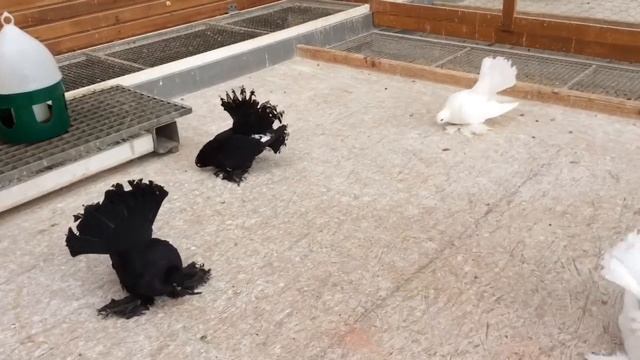 Статные Голуби (Tauben)