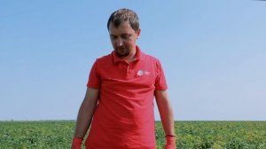 Ранний сорт картофеля Примабелль. Показываем результат на поле