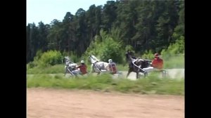 Орловский рысак Ковчег, сын Ковбоя и Коломны