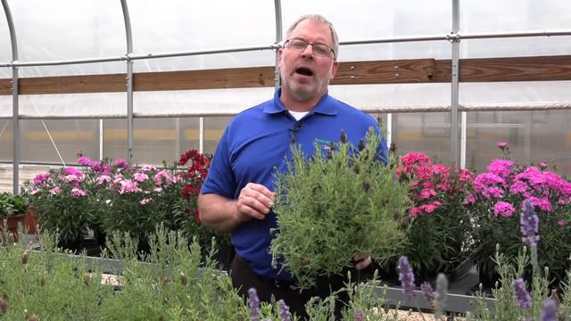 Tech Tip, Spanish Lavender смотреть онлайн