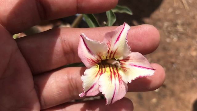 Pequenas Matrizes De Adenium Crispum