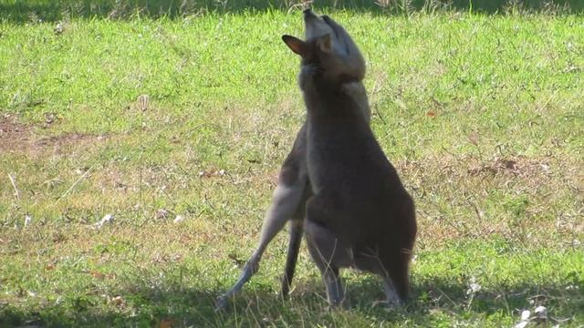 Male agile wallabies (Macropus agilis) смотреть онлайн