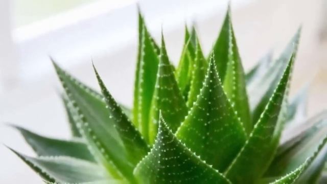 Грибок ОТСОХНЕТ с корнем! Просто Возьми и намажь ноги этой ПРОСТОЙ…