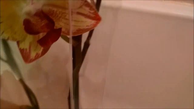 Орхидея ПОПУГАЙ! Нашла на нижней полке в ЛЕРУА. смотреть онлайн