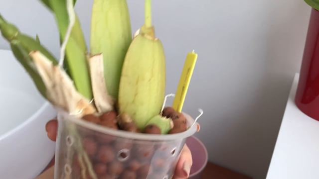 ΟΡΧΙΔΕΕΣ - ONCIDIUM смотреть онлайн