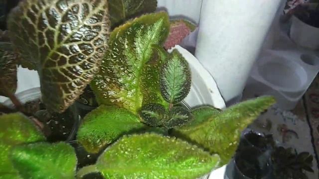 Комнатные цветы . Растения на подставках с одного подоконника. смотреть онлайн