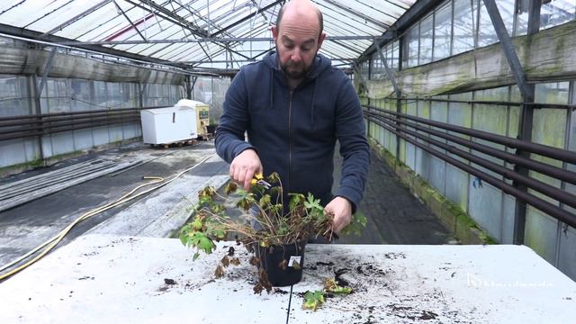 EP141 - How to cut back a Hardy Geranium #5minutefriday смотреть онлайн