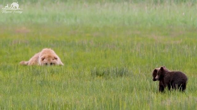 Baby Animals 4K UHD (60FPS) - Cute Tiny Animals With Relaxing Music (Colorfully Dynamic) смотреть онлайн