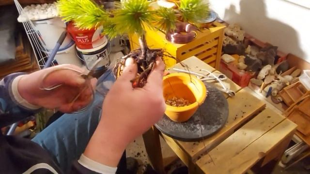 Borovice kleč přesazování / pinus mugo wintergold смотреть онлайн