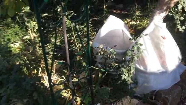 Последние букеты роз сезона 2020. Укрытие роз на юге. смотреть онлайн