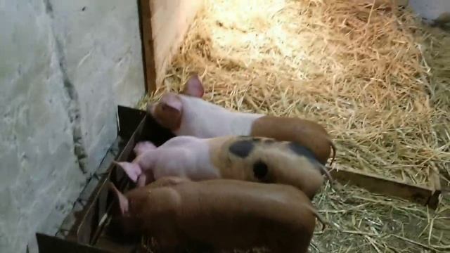 индюшка несёт яйца