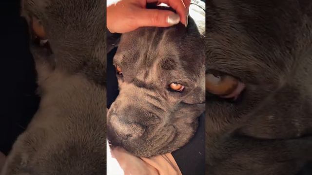 Мой ласковый и нежный Тор❤️#tttt #cane #canecorso #канекорсо #канекорсоитальяно #canecorsoitaliano смотреть онлайн
