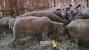 Лучшие в мире овцы! Шароле из Великобритании ТОП 25%! Самые лучшие овцы для разведения в России!