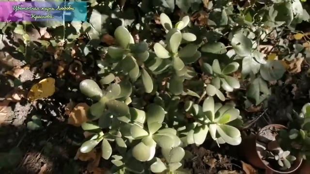 Как себя чувствует денежное дерево когда хозяйки не было 2 месяца. смотреть онлайн