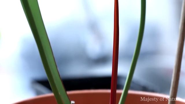 Fly Traps Waking Up From Dormancy | Dracula Venus Fly Trap - Sarracenia смотреть онлайн