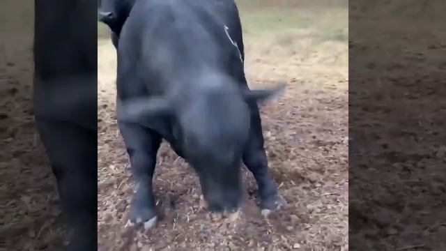 Ручной Бык. Очень игривый ? Порода Абердин Ангус. смотреть онлайн