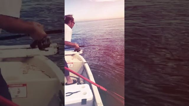 Xtreme Fishing смотреть онлайн