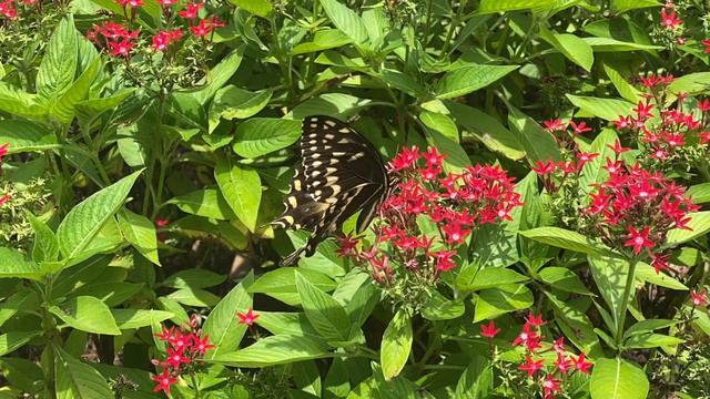 Palamedes Swallowtail feeding on red Pentas. смотреть онлайн