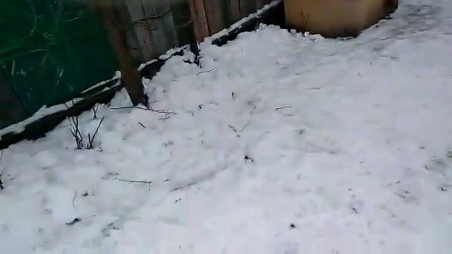 Алабай и палка... смотреть онлайн