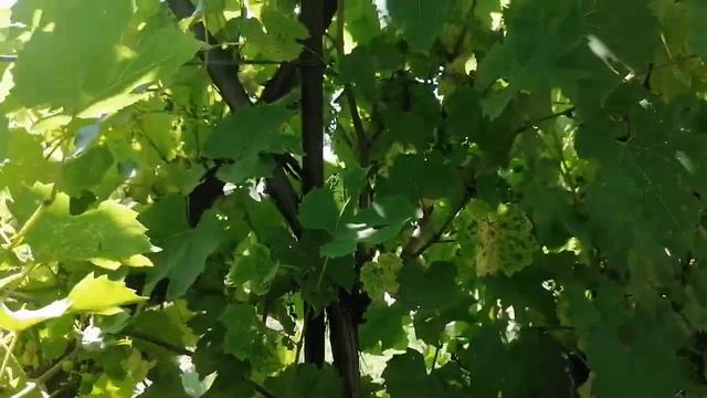 Ужас на винограднике. Болезни винограда Милдью? Антракноз ? смотреть онлайн