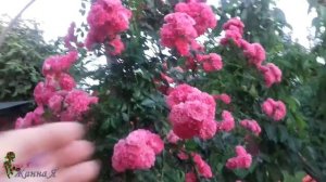 Почему я убрала розы- рамблеры из сада!!!