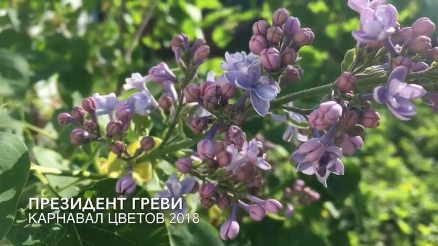 Цветение сирени 2018_ч1_частный питомник Карнавал Цветов смотреть онлайн