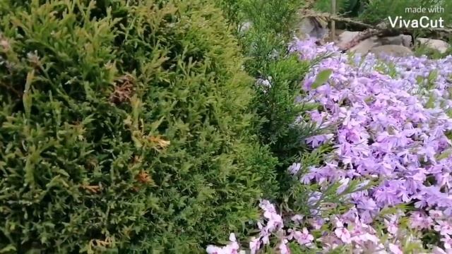 Огляд альпійської гірки.Грунтопокривні рослини.Багаторічники.Княжик Stolvik Gold. Ландшафтний дизай смотреть онлайн