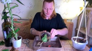 Филодендрон сканденс. Уход. Черенкование. Непривередливая лиана.