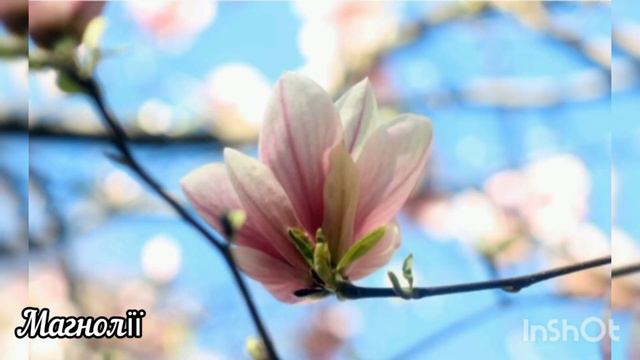 Незвичайні квіти в Україні. смотреть онлайн