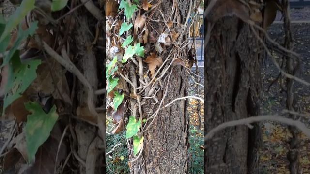 Honey locust (Gleditsia triacanthos) - trunk - October 2017 смотреть онлайн