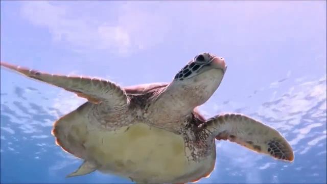 Солнечный берег. Сергей Чекалин. Sunny Beach. Sergei Chekalin. Playa soleada. смотреть онлайн