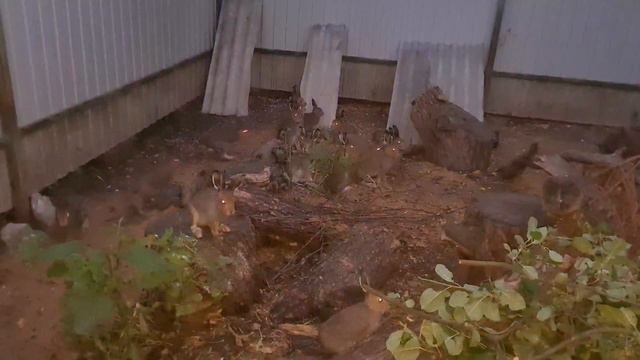 Время наверстать упущенное! Много-много зайцев смотреть онлайн