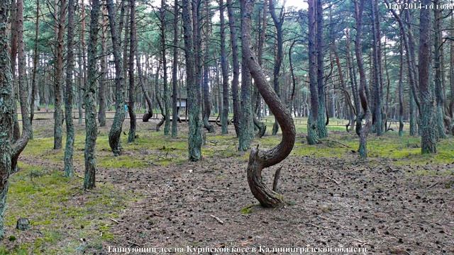 Куршская коса.Танцующий лес