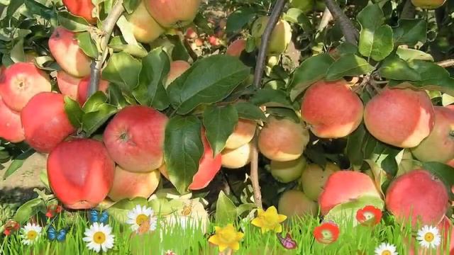 Яблоня обыкновенная Кандиль орловский ? Посадка. саженцы, крупномеры яблони: особенности сорта смотреть онлайн