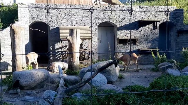 Зоопарк в Калининграде смотреть онлайн