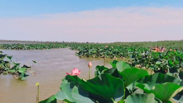 ЛОТОСЫ. Из ВИТЯЗЕВО на АХТАНИЗОВСКИЙ ЛИМАН с экскурсией по КАЗАЧЬЕМУ ЕРИКУ на ЛОДКЕ смотреть онлайн