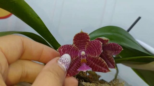 P.LD's Bear King "YK-7"×P.lueddemanniana очень сильный приятный цветочный аромат на всю кухню:) смотреть онлайн