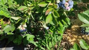 Голубика Элизабет - очень вкусный сорт