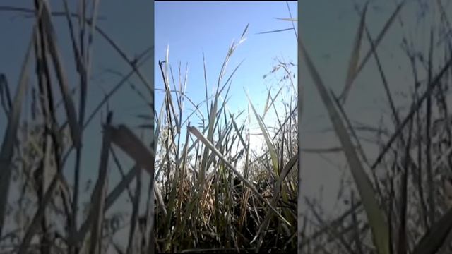 Spiritual Leader смотреть онлайн