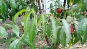 Нектарин Фантазия