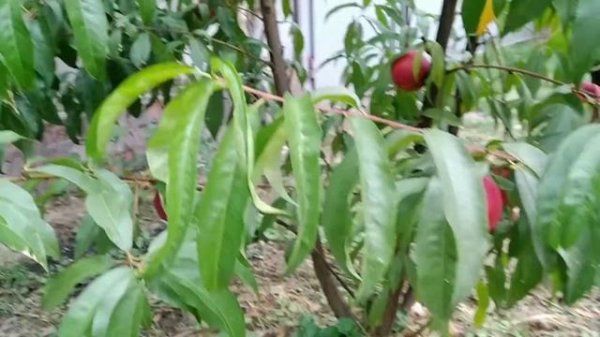 Нектарин Фантазия