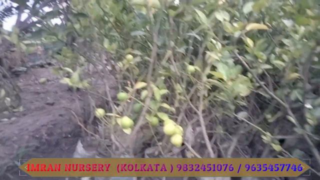 KAGZI LEMON PLANTS INDORE COOLBREEZE ||  KAGZI LEMON PLANT ONLINE/ TRUCK /TRAIN SUPPLIERS NURSERY |
