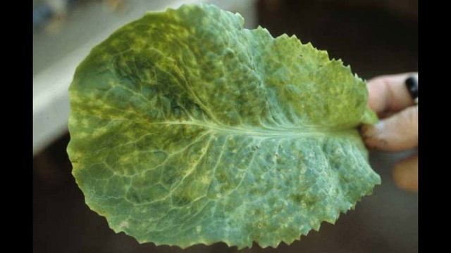 Болезни капусты и борьба с вредителями. смотреть онлайн