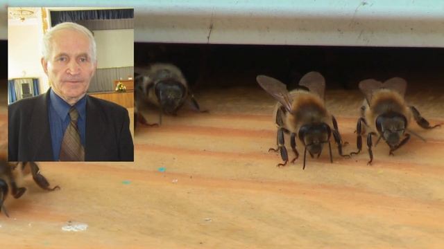 Профессор Кашковский: Пчела не идет через разделительную решетку смотреть онлайн