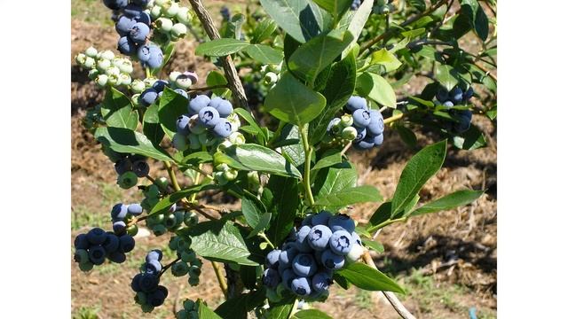 Сорт голубики «Мидер» смотреть онлайн