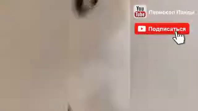 Костюм панды в перископе! смотреть онлайн