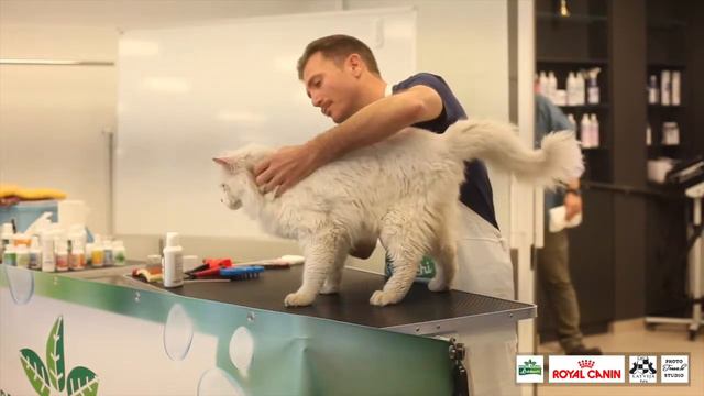 Professional Grooming Seminar with Claudio Barletta смотреть онлайн