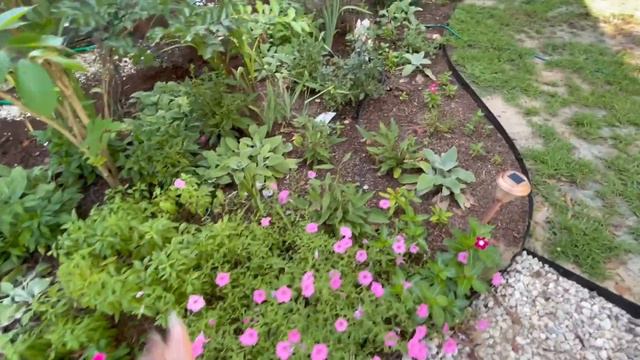 Garden Maintenance after the Heat Wave (deadheading, weeds and more)(Zone 8b) смотреть онлайн