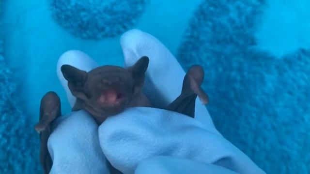 Летучая мышь. Детёныш. смотреть онлайн