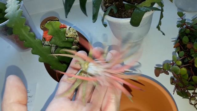 КОМНАТНЫЕ ЦВЕТЫ.НОВИНОЧКИ.ПОКУПКИ.МОИ ЛЕСНЫЕ КАКТУСЫ.(1 часть.) смотреть онлайн